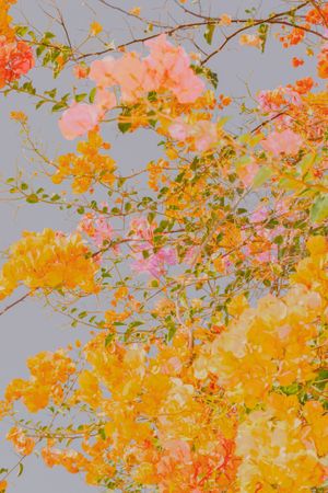 Photo Phnom Penh Festival 2025