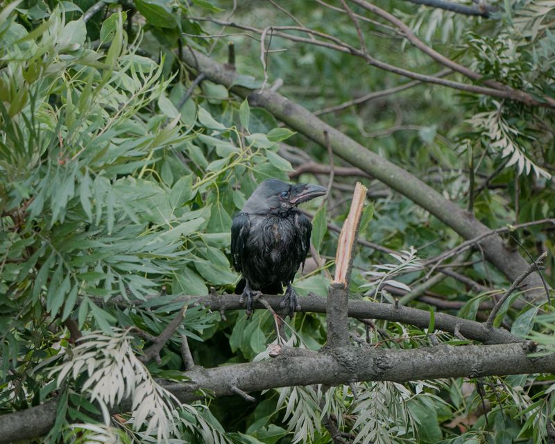 © Amit Machamasi - Image from the Not The Same Anymore photography project