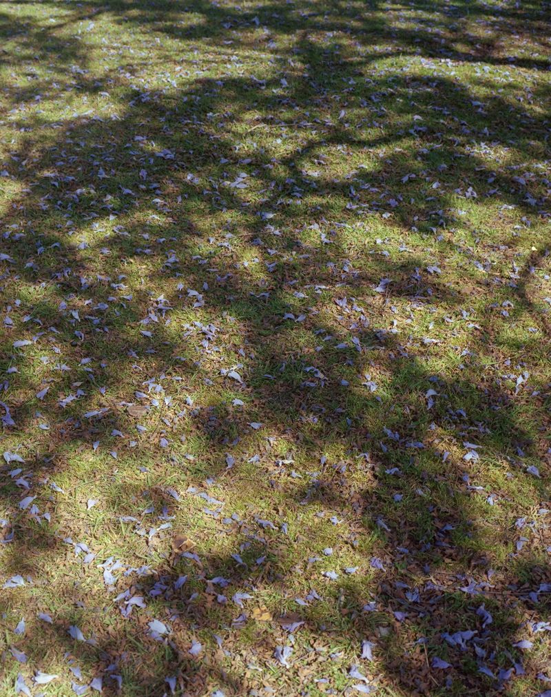 © Alan Nakkash - Image from the notes from the field photography project