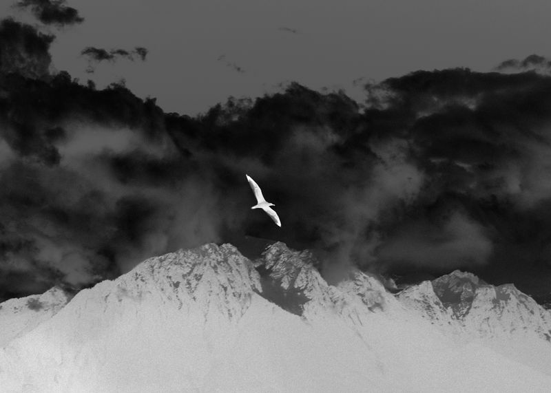 © YANG SU - Image from the Birds, The Flowers, And Them photography project