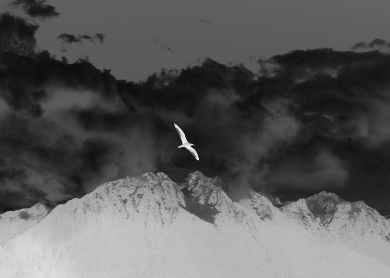 © YANG SU - Image from the Birds, The Flowers, And Them photography project