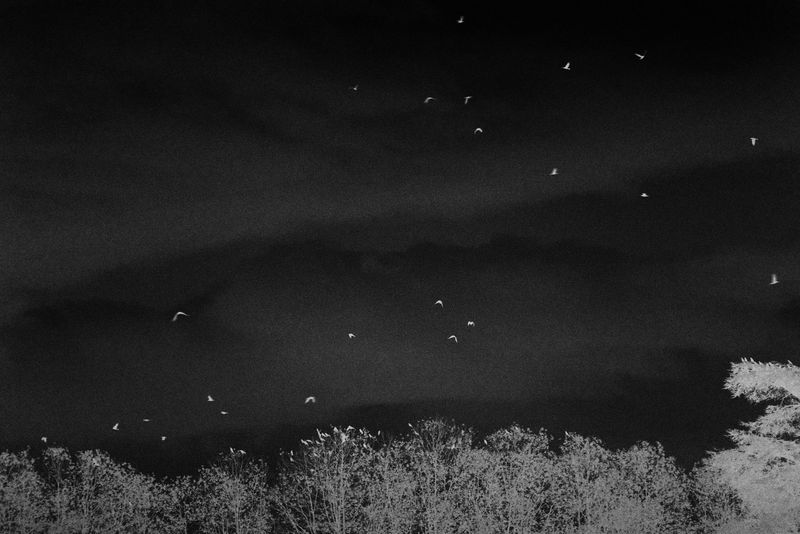 © YANG SU - Image from the Birds, The Flowers, And Them photography project