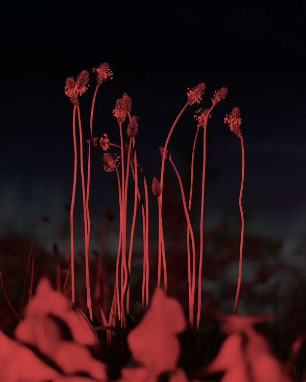 © YANG SU - Image from the Birds, The Flowers, And Them photography project