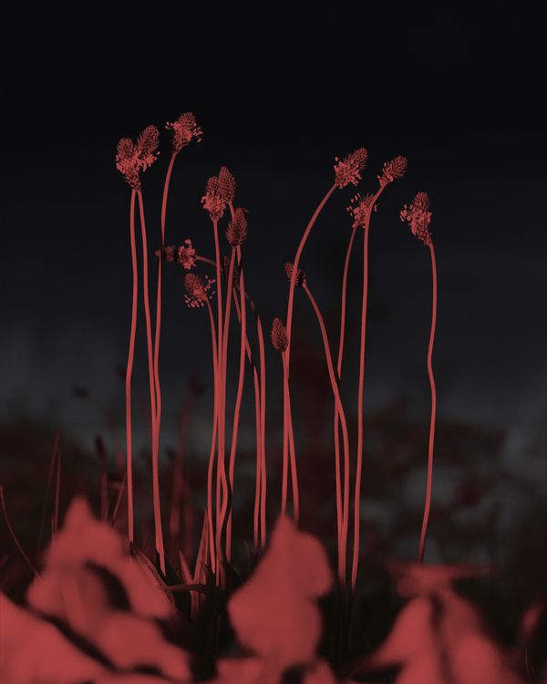 © YANG SU - Image from the Birds, The Flowers, And Them photography project