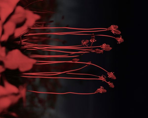 © YANG SU - Image from the Birds, The Flowers, And Them photography project