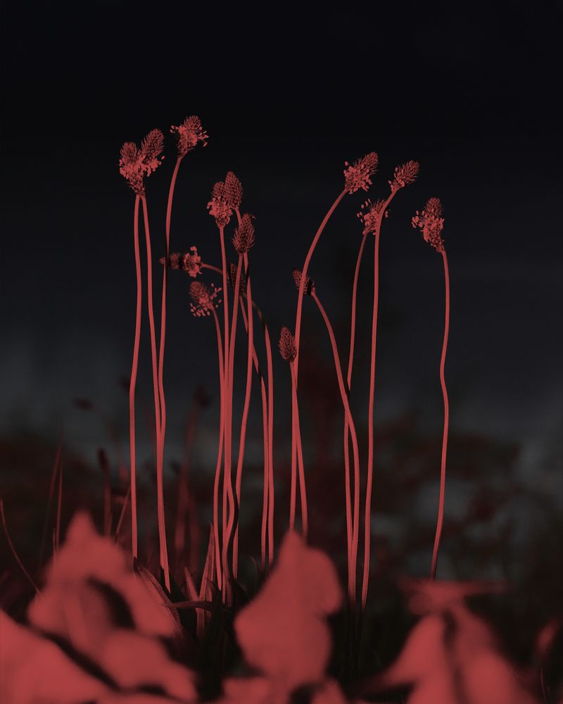 © YANG SU - Image from the Birds, The Flowers, And Them photography project