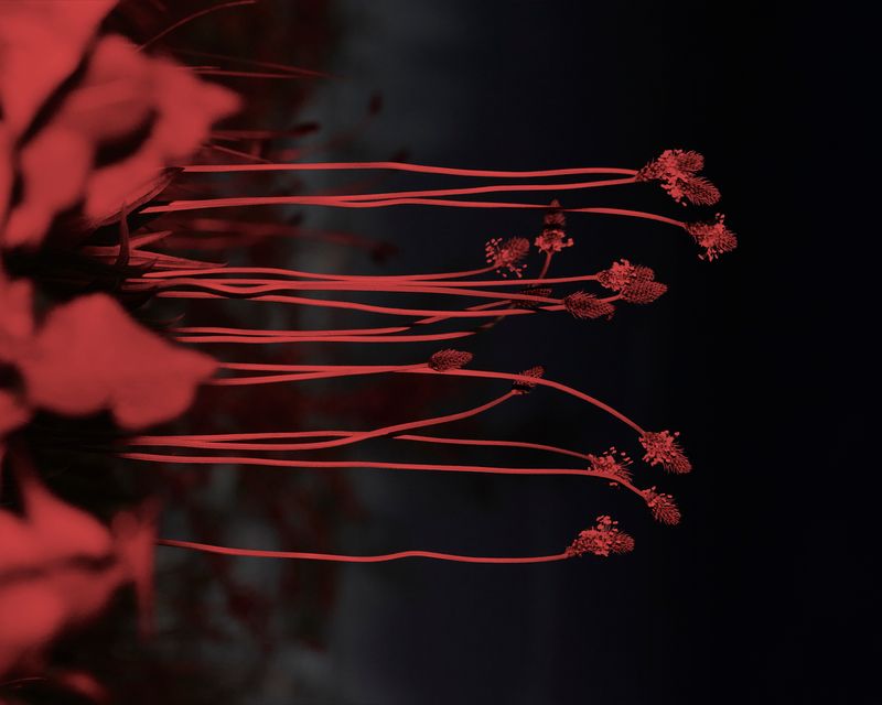 © YANG SU - Image from the Birds, The Flowers, And Them photography project