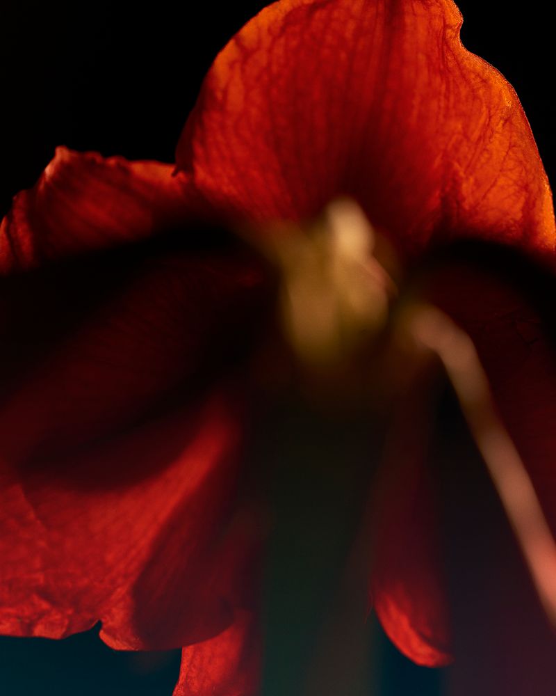 © YANG SU - Image from the Birds, The Flowers, And Them photography project