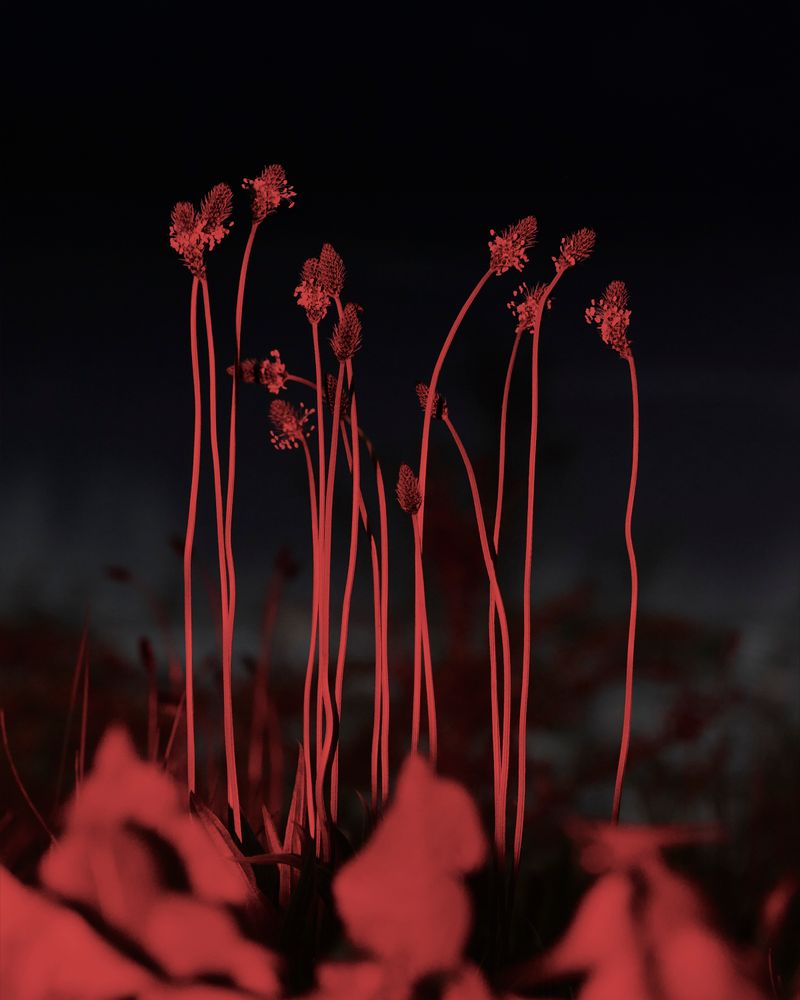 © YANG SU - Image from the Birds, the Flowers, and Them photography project