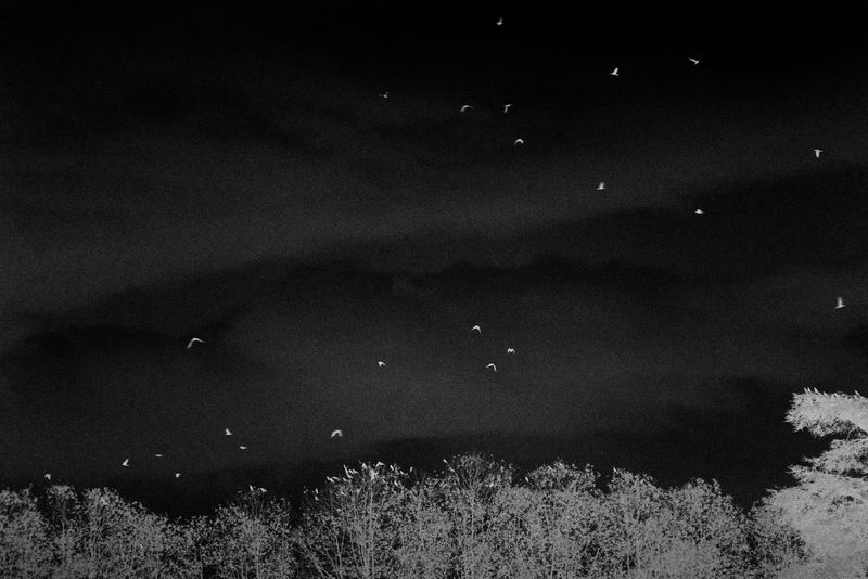 © YANG SU - Image from the Birds, the Flowers, and Them photography project