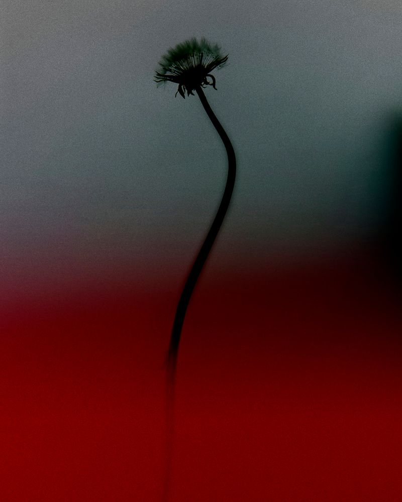 © YANG SU - Image from the Birds, the Flowers, and Them photography project