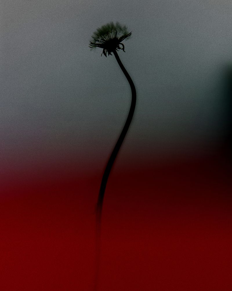 © YANG SU - Image from the Birds, the Flowers, and Them photography project