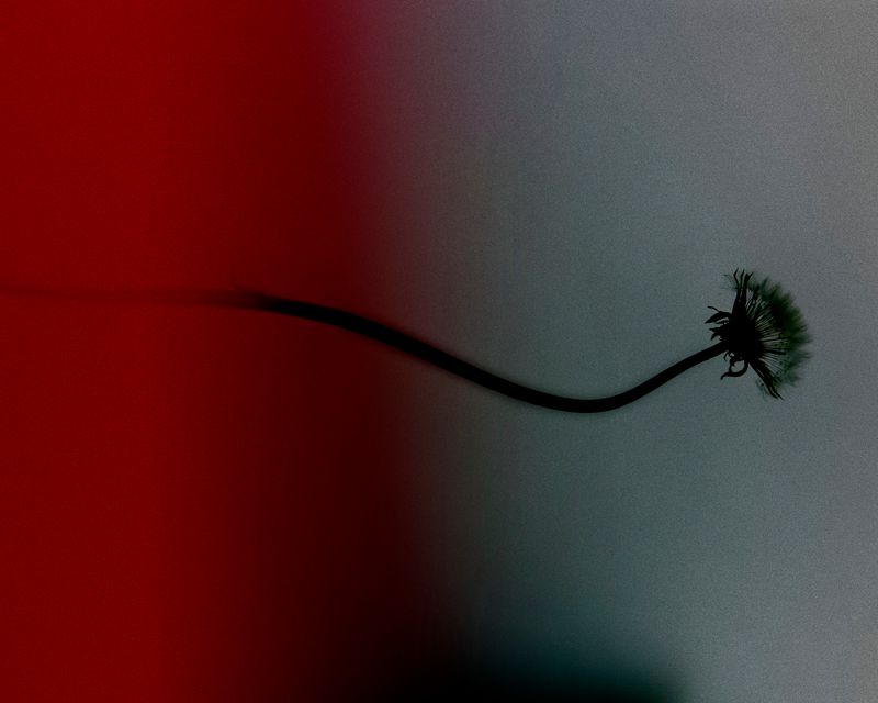 © YANG SU - Image from the Birds, the Flowers, and Them photography project