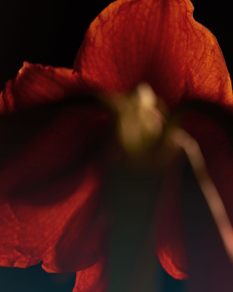 © YANG SU - Image from the Birds, the Flowers, and Them photography project
