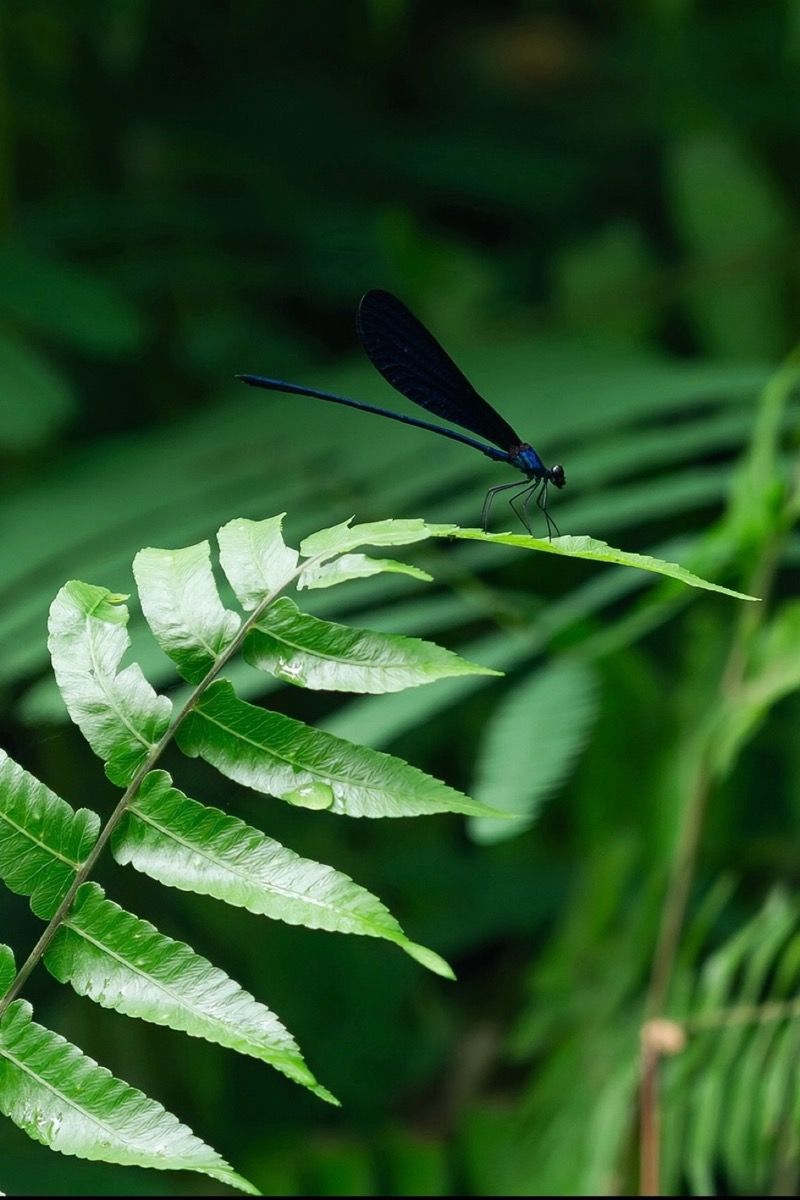 © Simone Campedelli - Image from the The Soul of Indonesia: A Visual Journey photography project