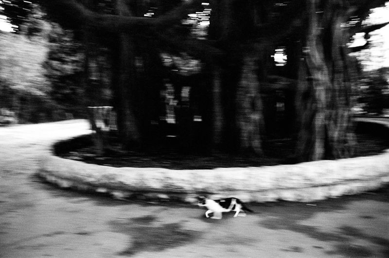 © Ara Oshagan - American University of Beirut where I spent a lot of time as a child