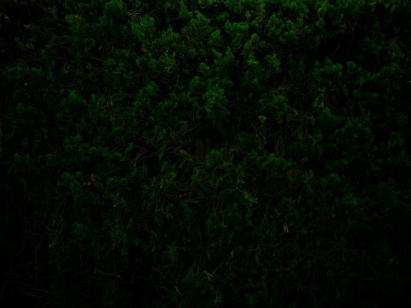 © Ryo Adachi - I Want To Check The Shape Of Trees-19