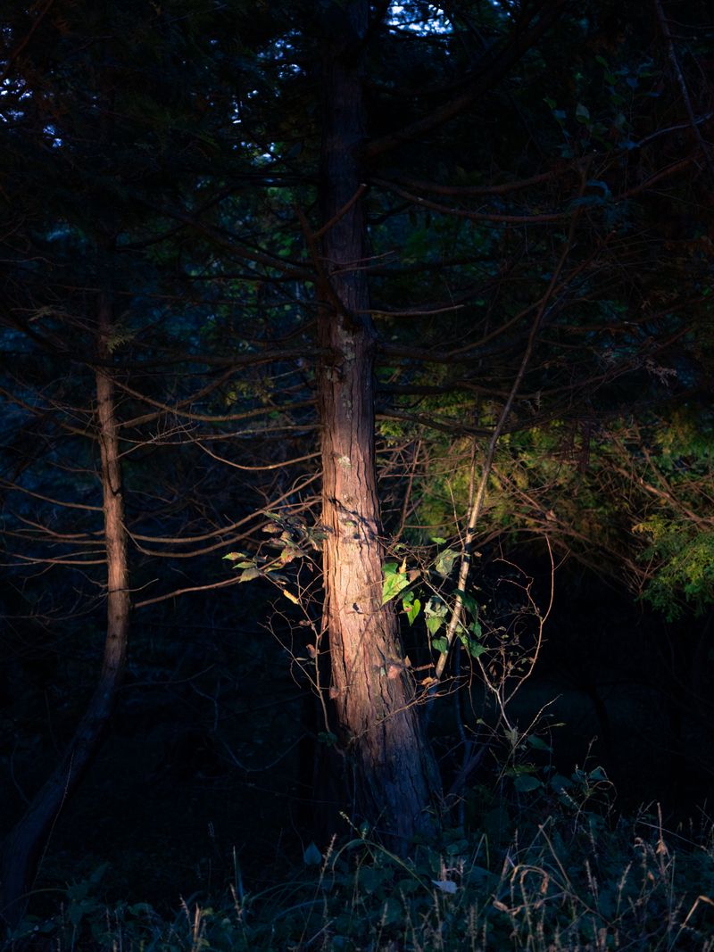 © Ryo Adachi - I Want To Check The Shape Of Trees-14