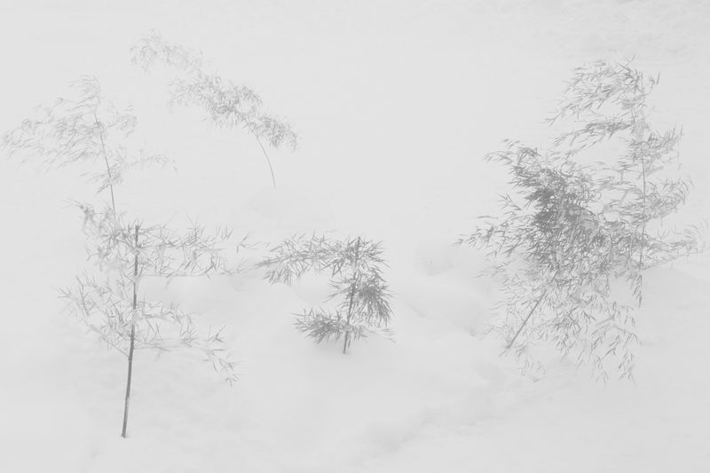 © Yukari Chikura - Image from the ZAIDO photography project