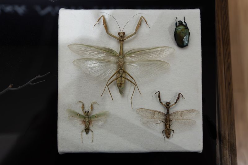 Image from a project on PhMuseum