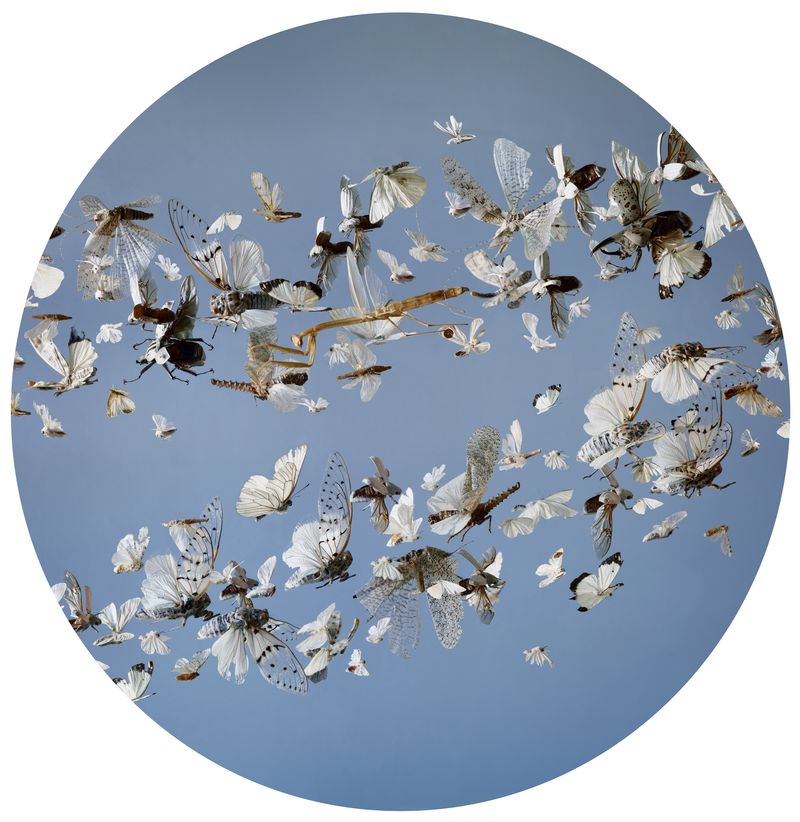 © Tara Sellios - Processio, 2019, 25 inch diameter, inkjet print mounted to dibond