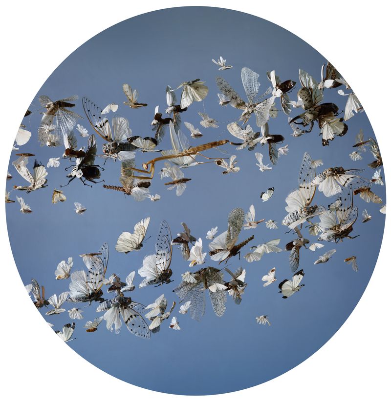 © Tara Sellios - Processio, 2019, 25 inch diameter, inkjet print mounted to dibond