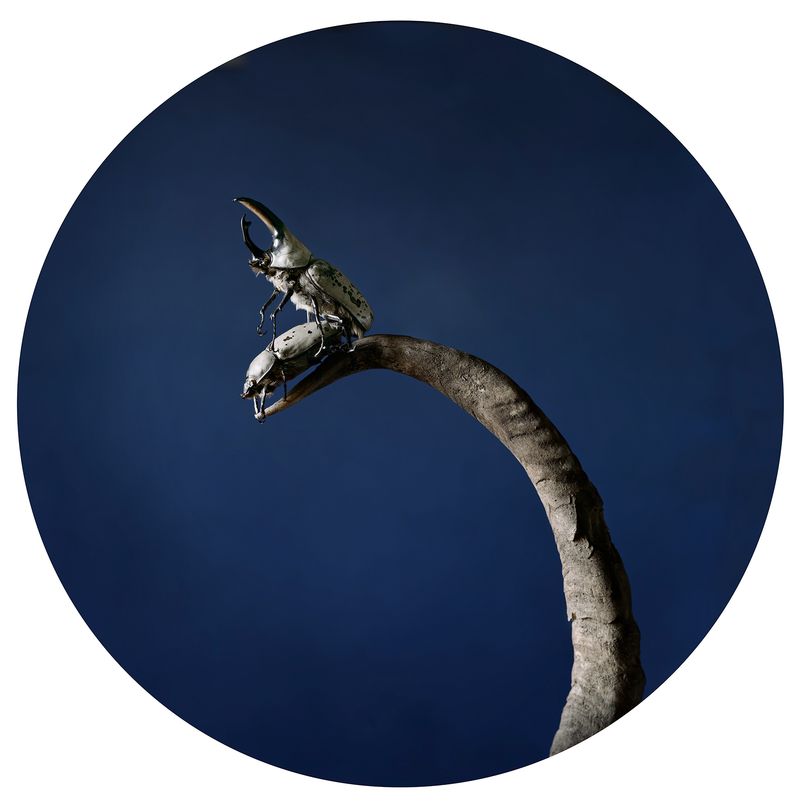 © Tara Sellios - Temporum, 2019, 25 inch diameter, inkjet print mounted to dibond