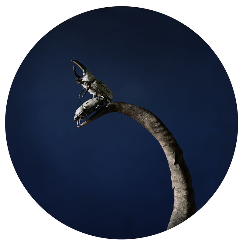 © Tara Sellios - Temporum, 2019, 25 inch diameter, inkjet print mounted to dibond