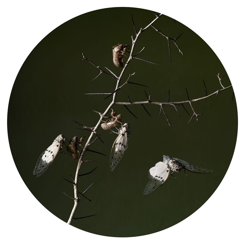 © Tara Sellios - Excludendum, 2019, 25 inch diameter, inkjet print mounted to dibond