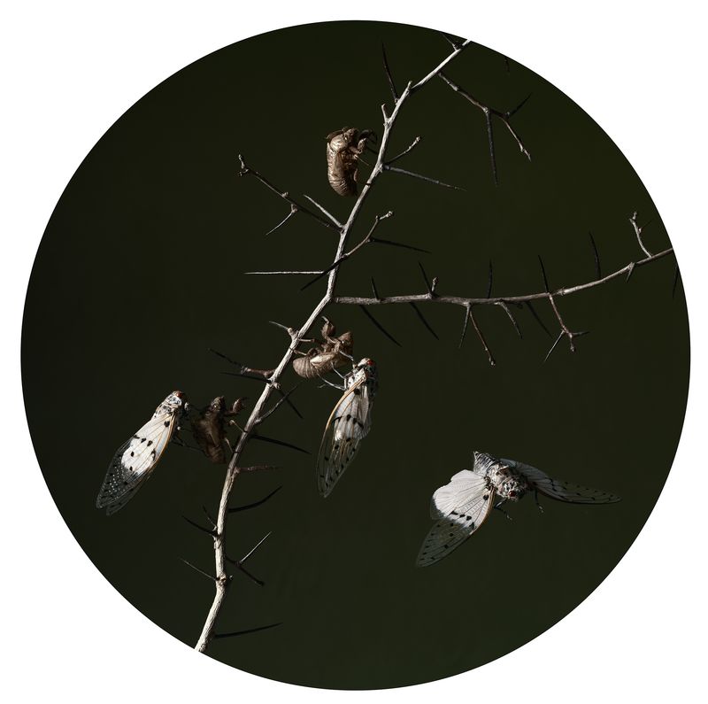 © Tara Sellios - Excludendum, 2019, 25 inch diameter, inkjet print mounted to dibond