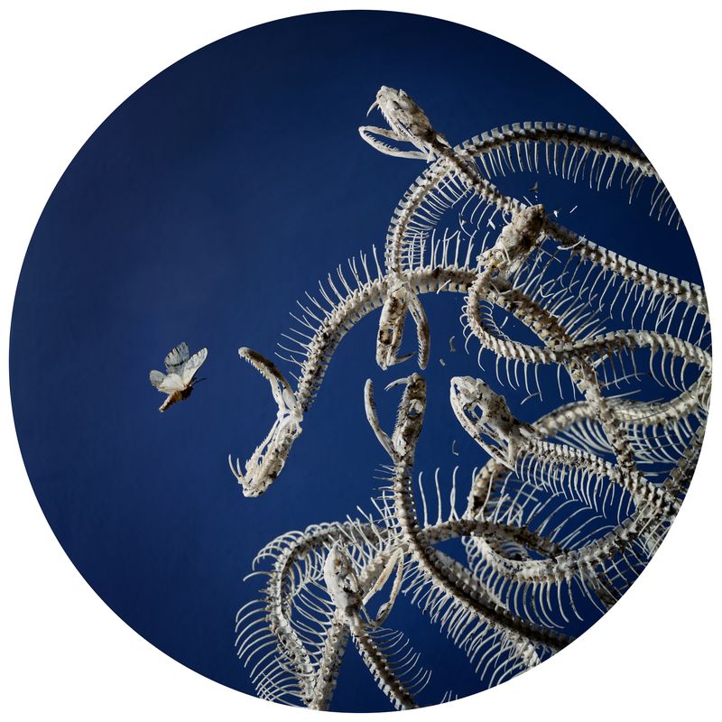 © Tara Sellios - Implicitum, 2019, 25 inch diameter, inkjet print mounted to dibond