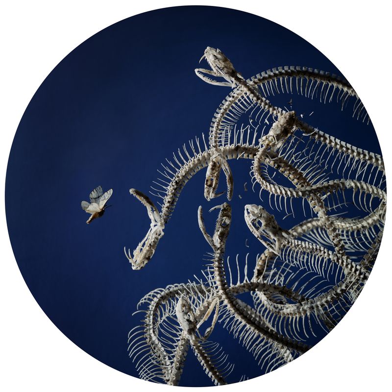 © Tara Sellios - Implicitum, 2019, 25 inch diameter, inkjet print mounted to dibond