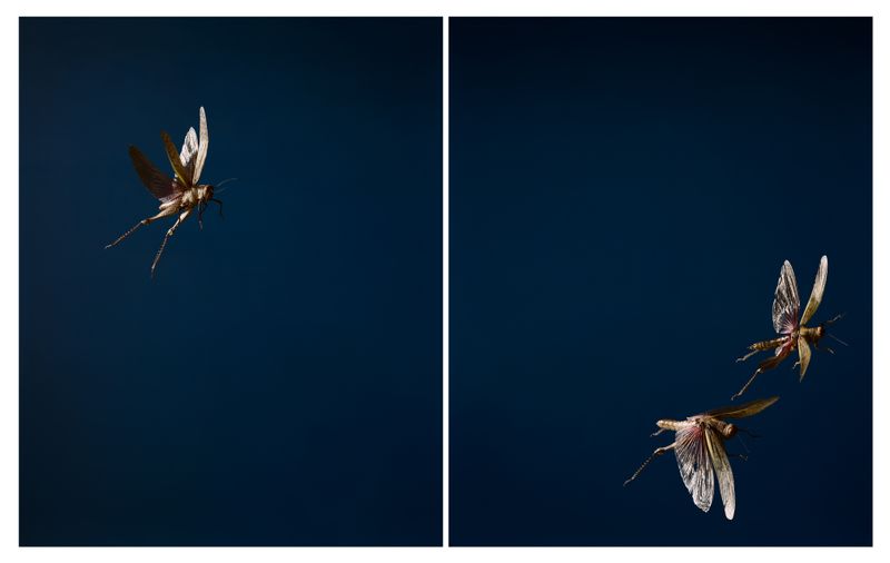 © Tara Sellios - Three Locusts, 2017, 48x30 inches, inkjet print mounted to dibond