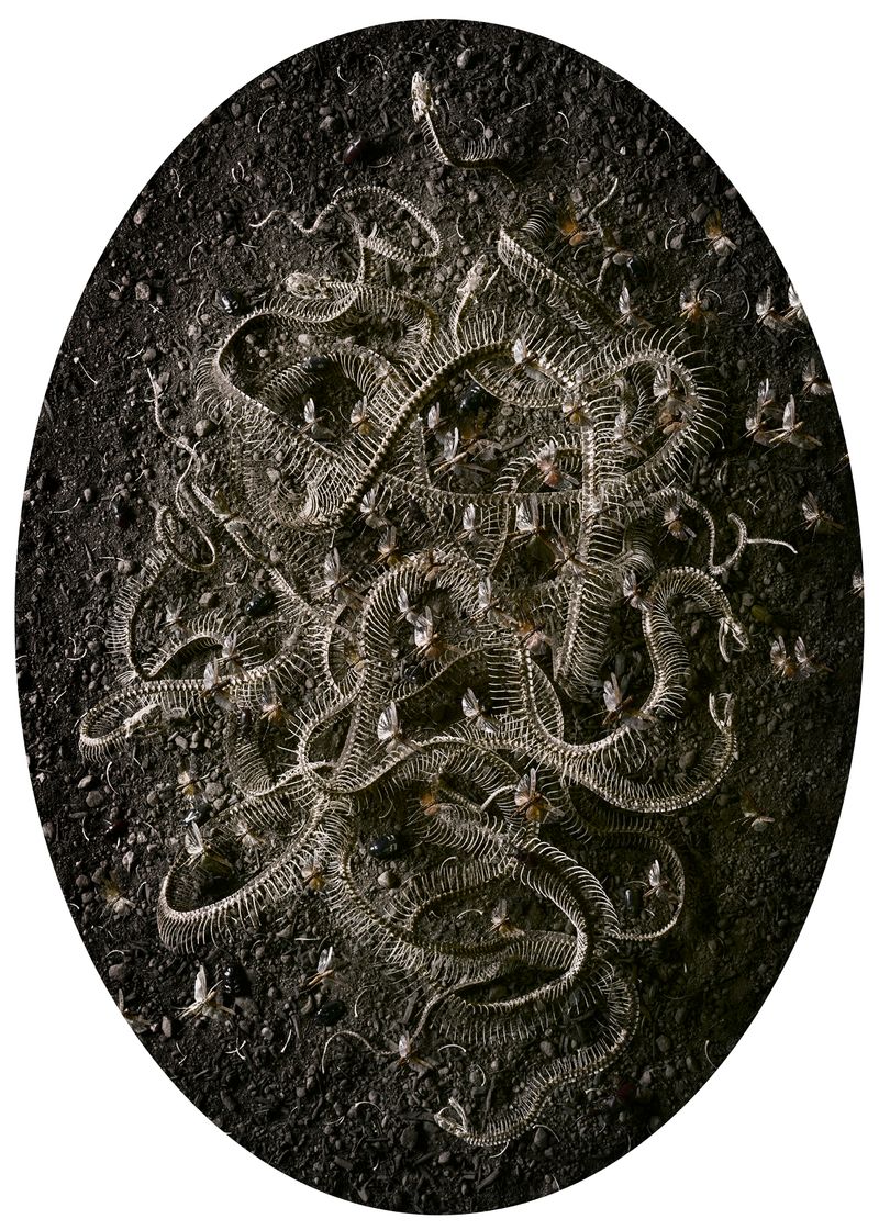 © Tara Sellios - Seven Snakes, 2017, 60x43 inches, inkjet print mounted to dibond