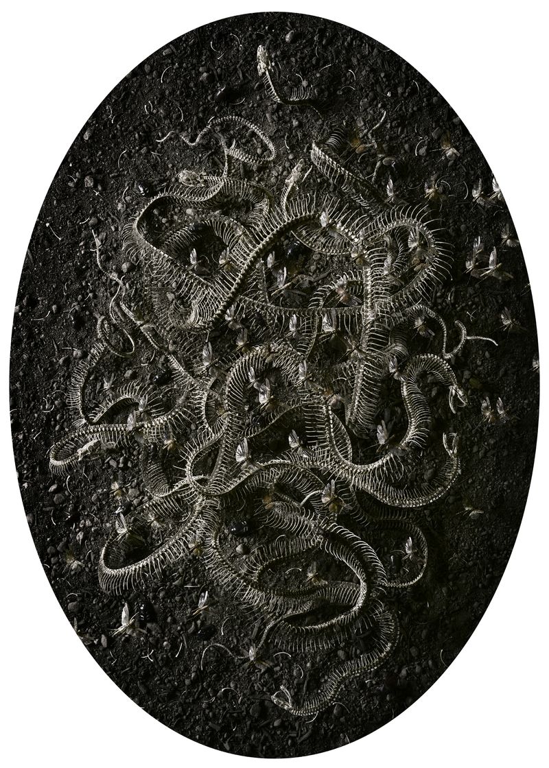 © Tara Sellios - Seven Snakes, 2017, 60x43 inches, inkjet print mounted to dibond