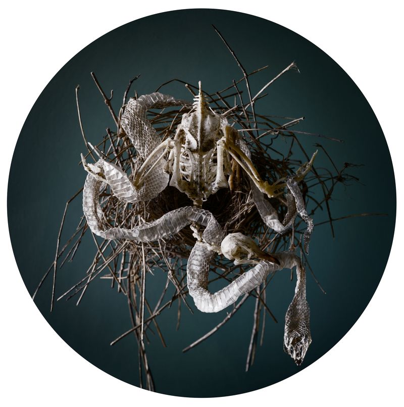 © Tara Sellios - Nidum, 2019, 25 inch diameter, inkjet print mounted to dibond