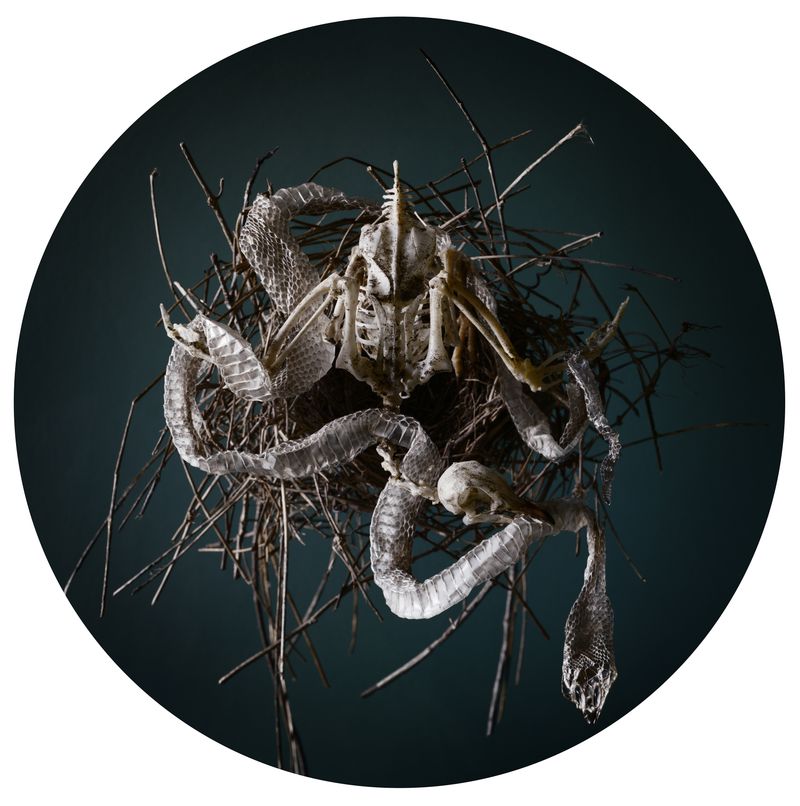 © Tara Sellios - Nidum, 2019, 25 inch diameter, inkjet print mounted to dibond