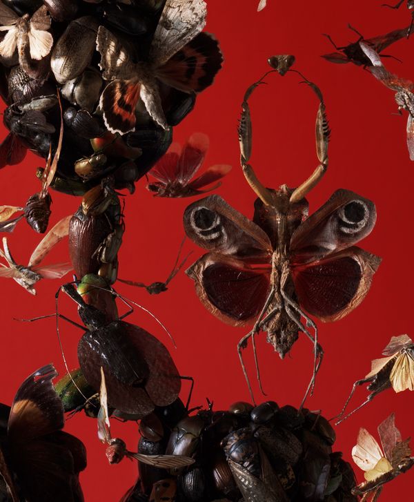 © Tara Sellios - (detail) Infestatio, 2019, seven panels, 95x65 inches, inkjet print mounted to dibond