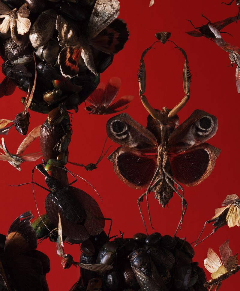 © Tara Sellios - (detail) Infestatio, 2019, seven panels, 95x65 inches, inkjet print mounted to dibond