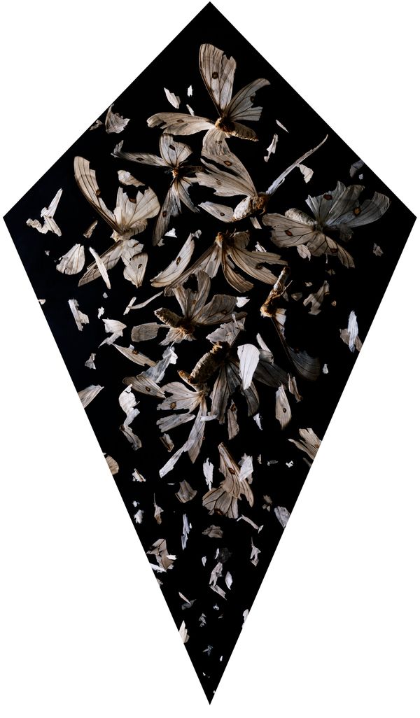 © Tara Sellios - Concido 1, 2019, 58x34 inches, inkjet print mounted to dibond