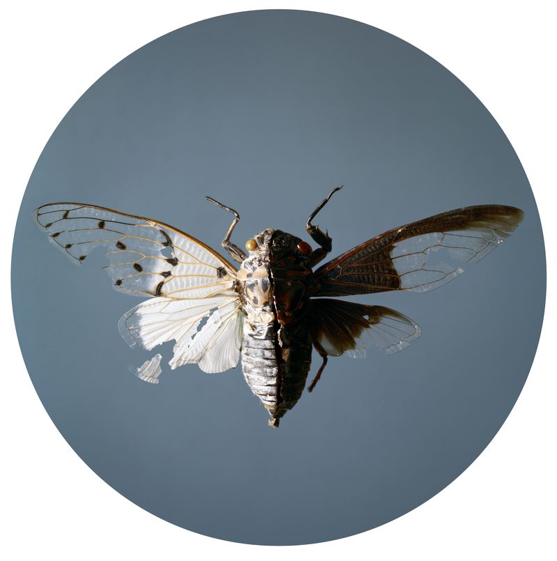 © Tara Sellios - Discindo, 2019, 25 inch diameter, inkjet print mounted to dibond