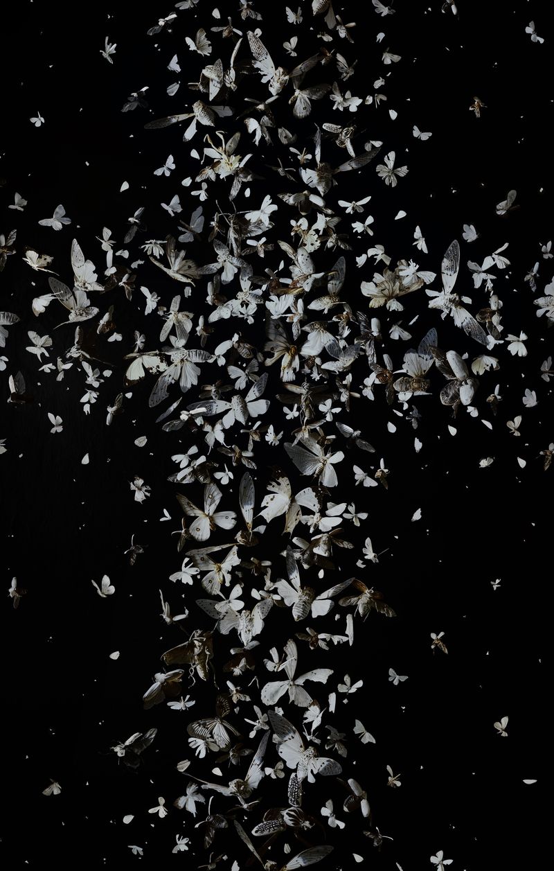 © Tara Sellios - Dilucesco (Ask Now the Beasts), 2024, 55x35 inches, inkjet print from 8x10 negative