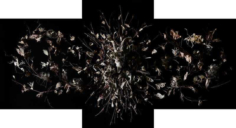 © Tara Sellios - Vinea (Ask Now the Beasts), 2023, 95x50.5 inches, inkjet print from 8x10 negative