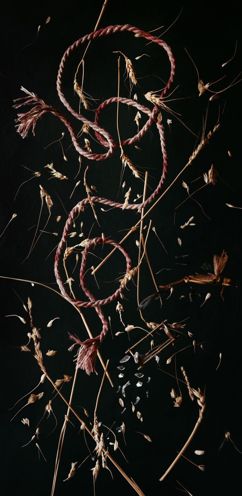 © Tara Sellios - Triticum No. 2 (Ask Now the Beasts), 2023, 41x20 inches, inkjet print from 8x10 negative