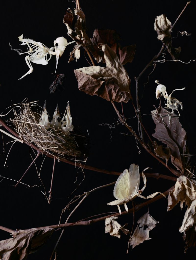 © Tara Sellios - Detail of Vinea