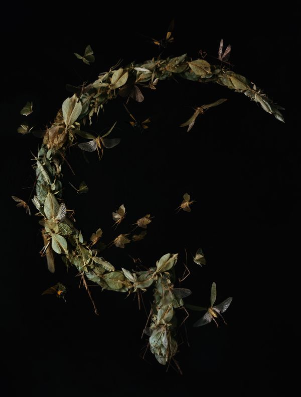 © Tara Sellios - Messis No.1 (Ask Now the Beasts), 2021, 60x45.5 inches, , inkjet print from 8x10 negative