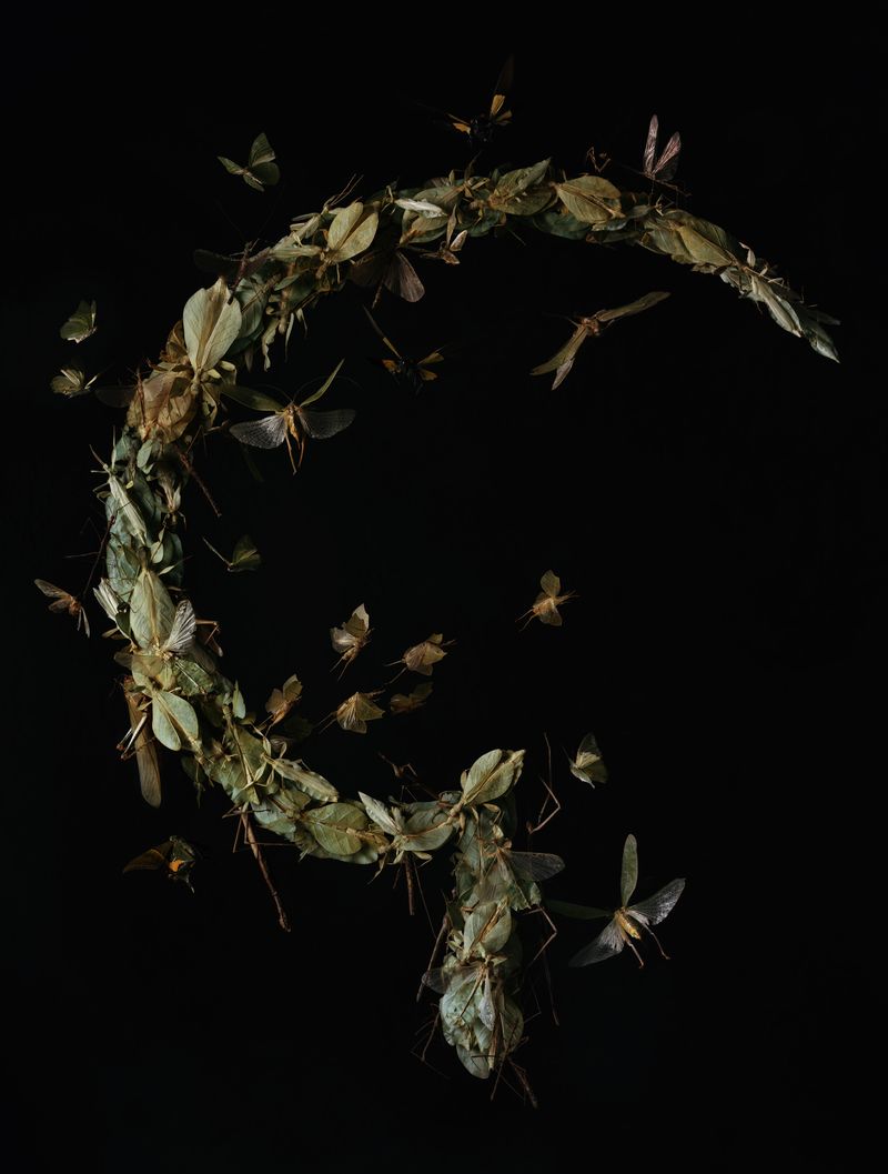 © Tara Sellios - Messis No.1 (Ask Now the Beasts), 2021, 60x45.5 inches, , inkjet print from 8x10 negative