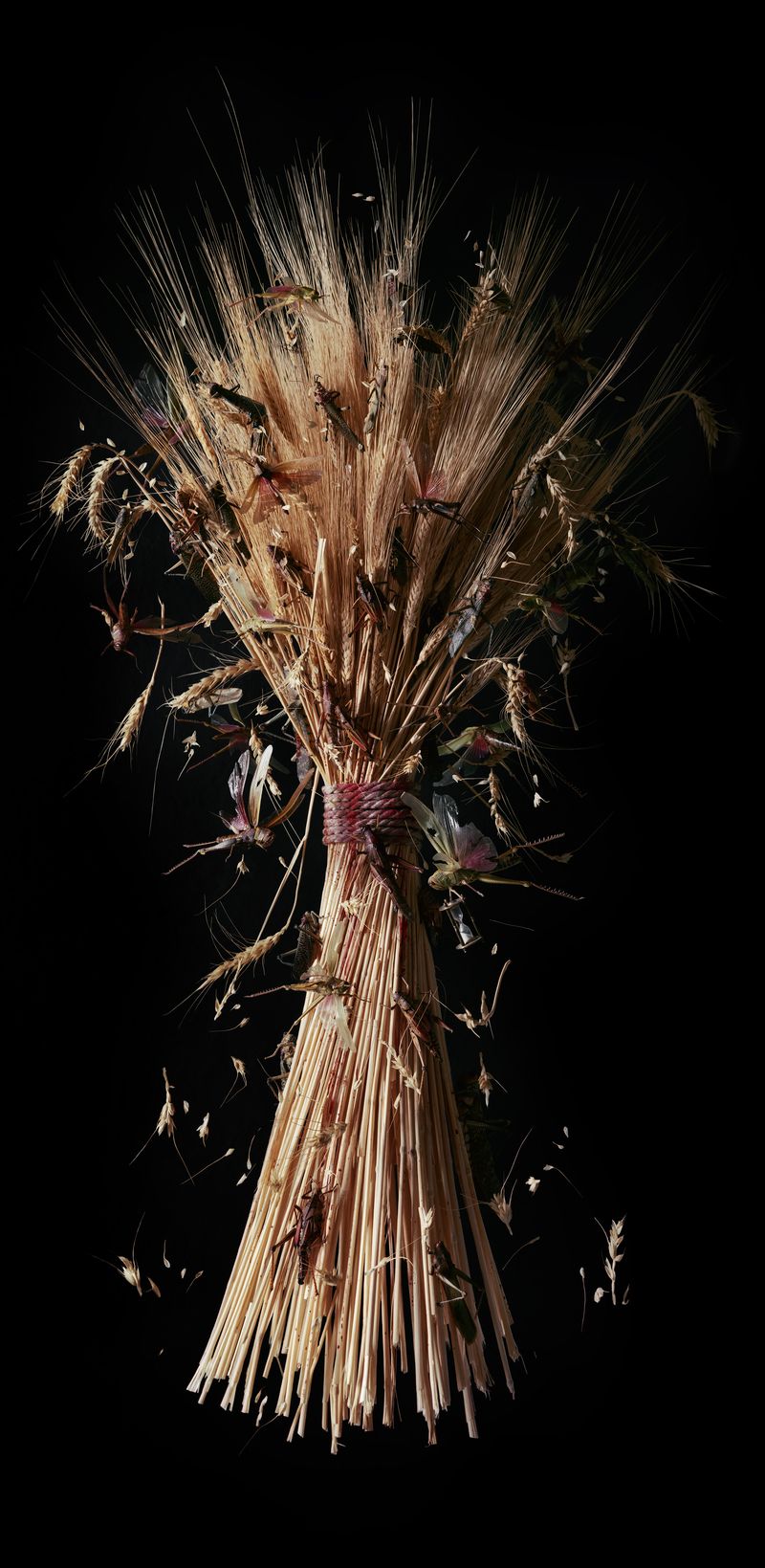 © Tara Sellios - Triticum No. 1 (Ask Now the Beasts), 2023, 41x20 inches, inkjet print from 8x10 negative