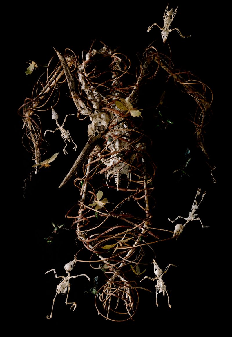 © Tara Sellios - Amans No. 2 (Ask Now the Beasts), 2022, 60x41 inches, inkjet print from 8x10 negative