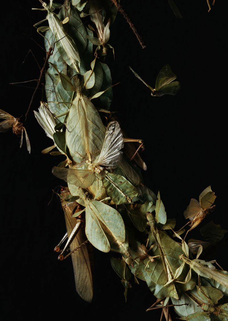 © Tara Sellios - Detail of Messis No. 1